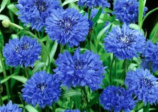 Blue wildlfowers